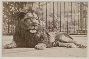 笼中的狮子，1879年（蛋白打印） 作者 TJ迪克森